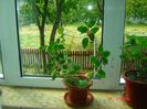 kohleria