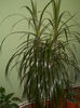 dracaena marginata