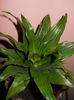 dracaena Janet Craig