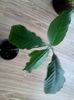 a crescut si-i merge bine