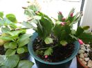 schlumbergera truncata