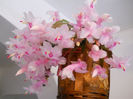 DSCN0013_013