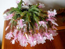 DSCN0026_026