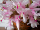 DSCN0032_032