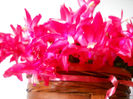 DSCN0039_039