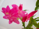 DSCN0051_051