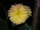 SANY0050