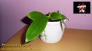 Phalaenopsis Tetraspis C1