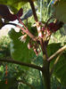 tamarilo inflorit
