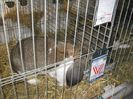 ausstellung_nov13_ 073