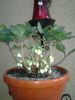 helleborus--spanz cu flori albe