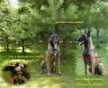 1375126920_529436952_1-Fotografii-de--Catei-Ciobanesc-belgian-Malinois-linii-de-munca