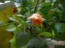 DSCN6694