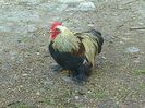 Cochinchina pitic mestecaniu