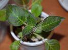 Kohleria my hibrids seria I - foliaj