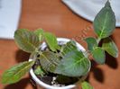 Kohleria my hibrids seria I - foliaj