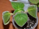 Kohleria my hibrids seria I - foliaj