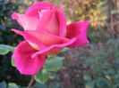 P1018674