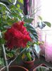 Hibiscus Rosu batut