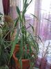 Dracaena Marginata (1)