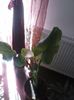 zantedeschia (cala) aethiopica