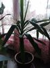 Yucca (1)