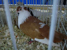 DSC08535