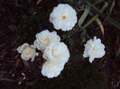 DSC01600
