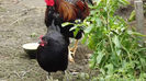 gaina australorp
