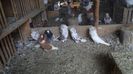 DSC04419
