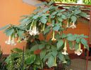 flori de toamna (1)