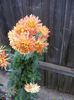 DSCF0016