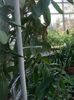 Jibou 17.11.2013 104