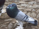 DSC01004