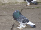 DSC01020   mascul