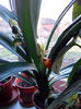DSCN0558