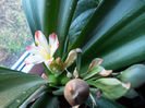 DSCN0559