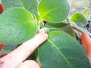 DSCN0551