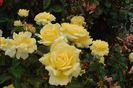 5910-Rosa-Golden-Delight