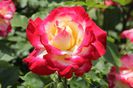 Rosa_'Double_delight'_1977