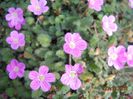 DSCN3780