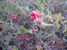 DSCN3907