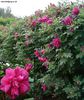 rosarie