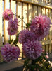 DSCF0107