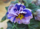 Le Pisanka  IMG_0999
