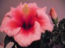 DSCF1578