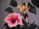 DSCF1580