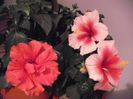 DSCF1612