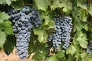 Cabernet-Sauvignon-Grapes