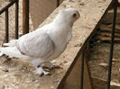 Galambocskak 249